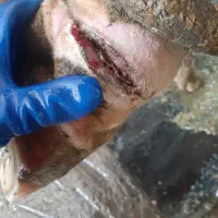 سم چینی گاو