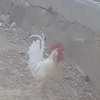 با مرغ عوض میکنم