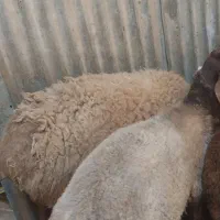 بره چاق