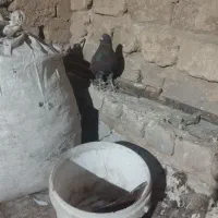 کبوترگرفتنی|پرنده|قم, نیروگاه|دیوار