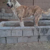 یه جفت نرماده