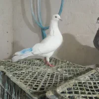 کبوتر پرشی. لوتی .پلاکی