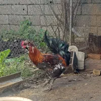 خروس گلین کاکلی|حیوانات مزرعه|چالوس, |دیوار