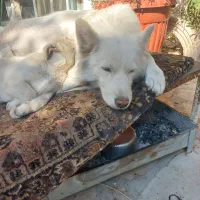 سگ میکس هاسکی چشم آبی پا کوتاه|سگ|شیراز, ابیوردی|دیوار