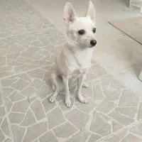 سگ اشپیتز با هوش