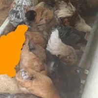 مرغو خروس برهما|حیوانات مزرعه|حبیب آباد, |دیوار