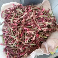 ریواس وریواس پرورده درجه یک روستای نامق