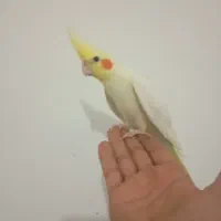 پرنده