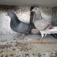 فروش کفتر کوهی . نامور.شازده.طوقی|پرنده|گل تپه, |دیوار