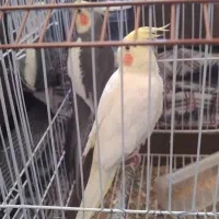 پرنده عروس  چیکو و نانا|پرنده|کیاشهر, |دیوار
