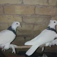 کبوتر طوقی|پرنده|قم, پردیسان|دیوار