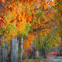 فروش بلیط کنسرت فوری