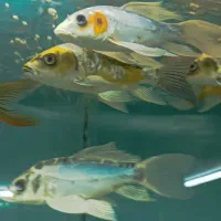 آکواریوم، لوازم جانبی وماهی تزئینی|ماهی|گنبد کاووس, |دیوار