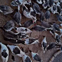 غاز|حیوانات مزرعه|میانه, |دیوار