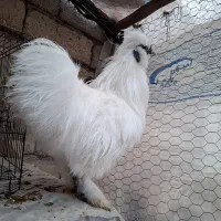 خروس های ابریشمی|حیوانات مزرعه|میانه, |دیوار