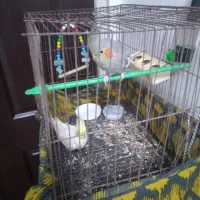 جفت عروس هلندی
