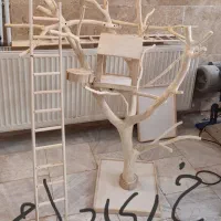 درختچه پرنده