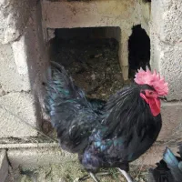 خروس استرالوپ