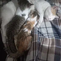 واگذاری گربه