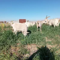 گوسفند|حیوانات مزرعه|ماهان, |دیوار