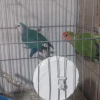 یک جفت کوتوله برزیلی