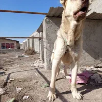 سگ سرابی|سگ|رباط‌کریم, حصار مهتر|دیوار