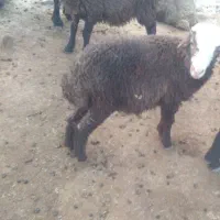 دوتا بره برای پروار|حیوانات مزرعه|گراش, |دیوار