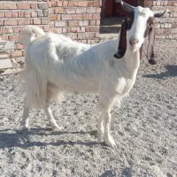 چند عدد گوسفند|حیوانات مزرعه|ایرانشهر, |دیوار