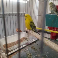 یک جفت مرغ عشق انگلیسی