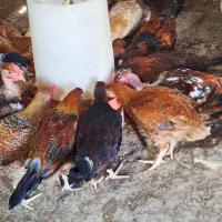 مرغ. جوجه محلی. خروس. شوروایی