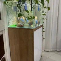 اکواریوم|ماهی|اسفراین, |دیوار