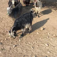 ۵ عدد بز ۱ تیشتر نر|حیوانات مزرعه|لالی, |دیوار