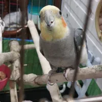 عروس هلندی جفت با تخم|پرنده|تهران, درختی|دیوار