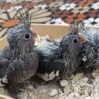 جوجه سرلاکی عروس هلندی|پرنده|جنت, |دیوار