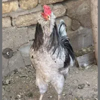 تخم مرغ گلین چهل تاج ریشو|حیوانات مزرعه|اهواز, اهواز|دیوار