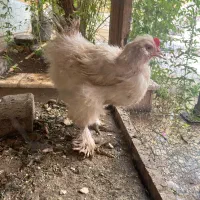 مرغ  و خروس خوشگل و تخم گذار