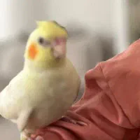 گم شده عروس هلندی