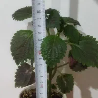 گل ستون فقرات