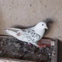 کفتر کلاغ هفت رنگ المانی سار سینه