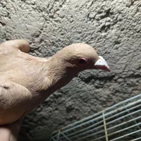 مجسه کفتر|حراج|مهریز, |دیوار