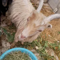 .دوتا بز خونگی جفت نر ماده دوقولو زا َ بشرط