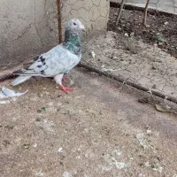 کبوتر|پرنده|گالیکش, |دیوار