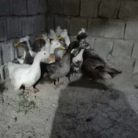 اردک کاکلی و تخم نطفه دار