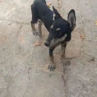 سگ دوبرمن پوست چرمی وارداتی|سگ|مشهد, رده|دیوار