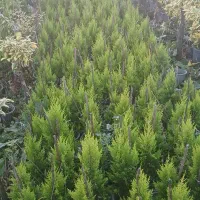 کاج لاوسون پالم واشنگتنی یاس هلندی سیکاس|خدمات باغبانی و درختکاری|کلاچای, |دیوار