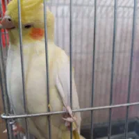 عروس هلندی|پرنده|تهران, صادقیه|دیوار