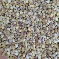 سیر با پوست و پوست کنده همدان خشک