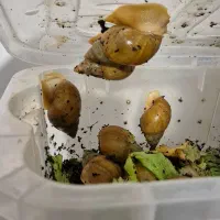 حلزون آچاتینا