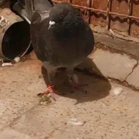 کفتر تیر ماه