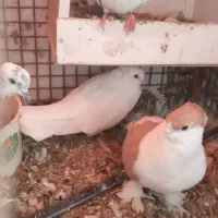 کبوتر فروشی